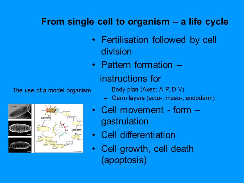From single cell to organism – a life cycle The use of a model From single cell to organism – a life cycle The use of a model